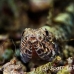 lizardfish_reef_res_h_0705_png0267.jpg